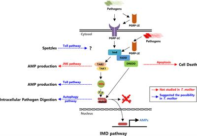 Current Status of Immune Deficiency Pathway in Tenebrio molitor Innate Immunity